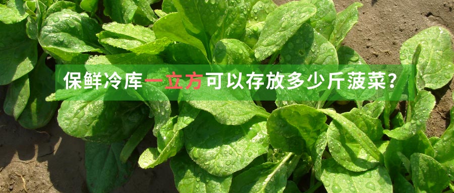 菠菜保鮮冷庫(kù)一立方可以存放多少斤菠菜？