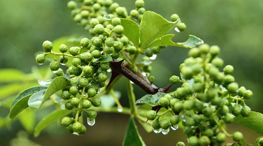 天水麥積鮮花椒2400平米冷庫設(shè)計(jì)安裝工程建造方案