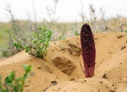 甘肅酒泉瓜州鎖陽500平米中藥材陰涼冷庫設計建造方案