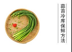 蒜薹（蒜苔、蒜毫）冷庫儲藏方法是什么？保鮮期可達半年以上！