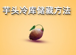 芋頭冷庫儲藏方法介紹，學會這招保鮮半年以上！-萬能制冷