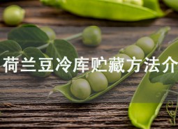 荷蘭豆冷庫貯藏方法介紹，學會此招保鮮2個月！